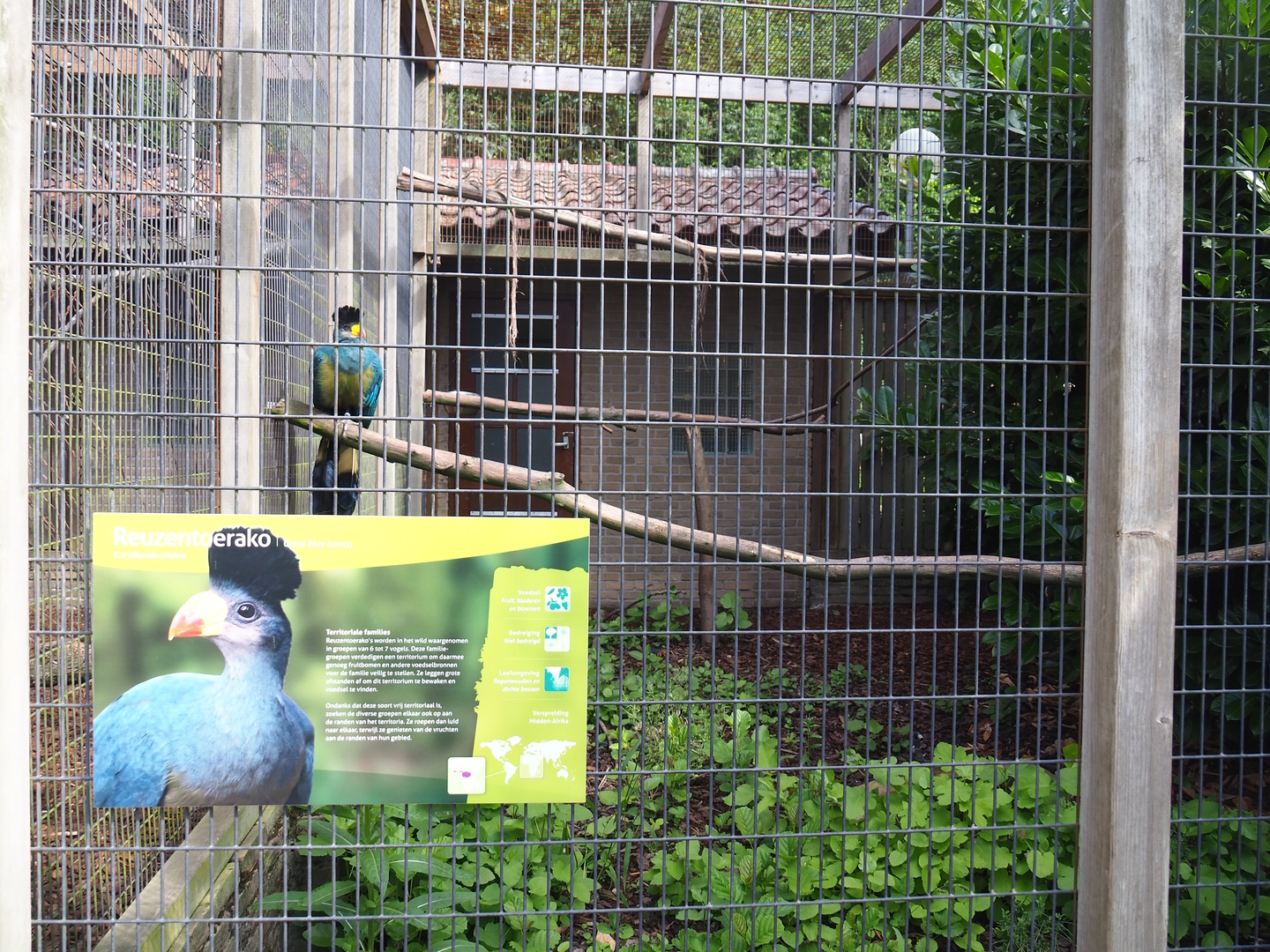 Great blue turaco aviary, 2022-08-28