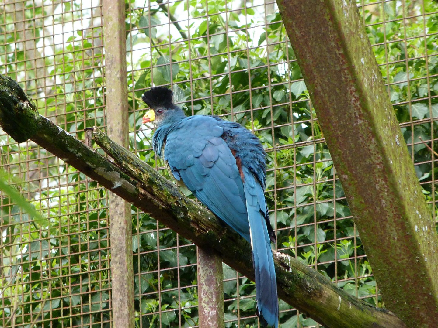 Great blue turaco -Bioparc de Doué la Fontaine (2025)