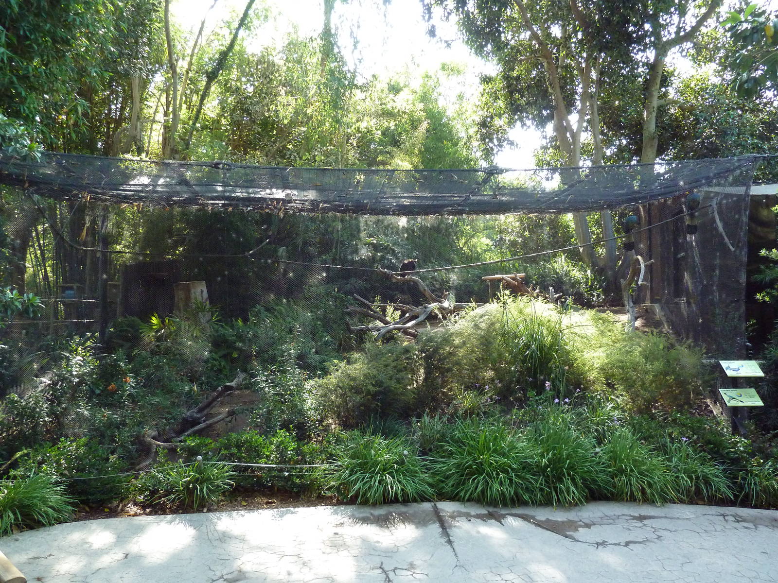Great Blue Turaco/Congo Peafowl Aviary