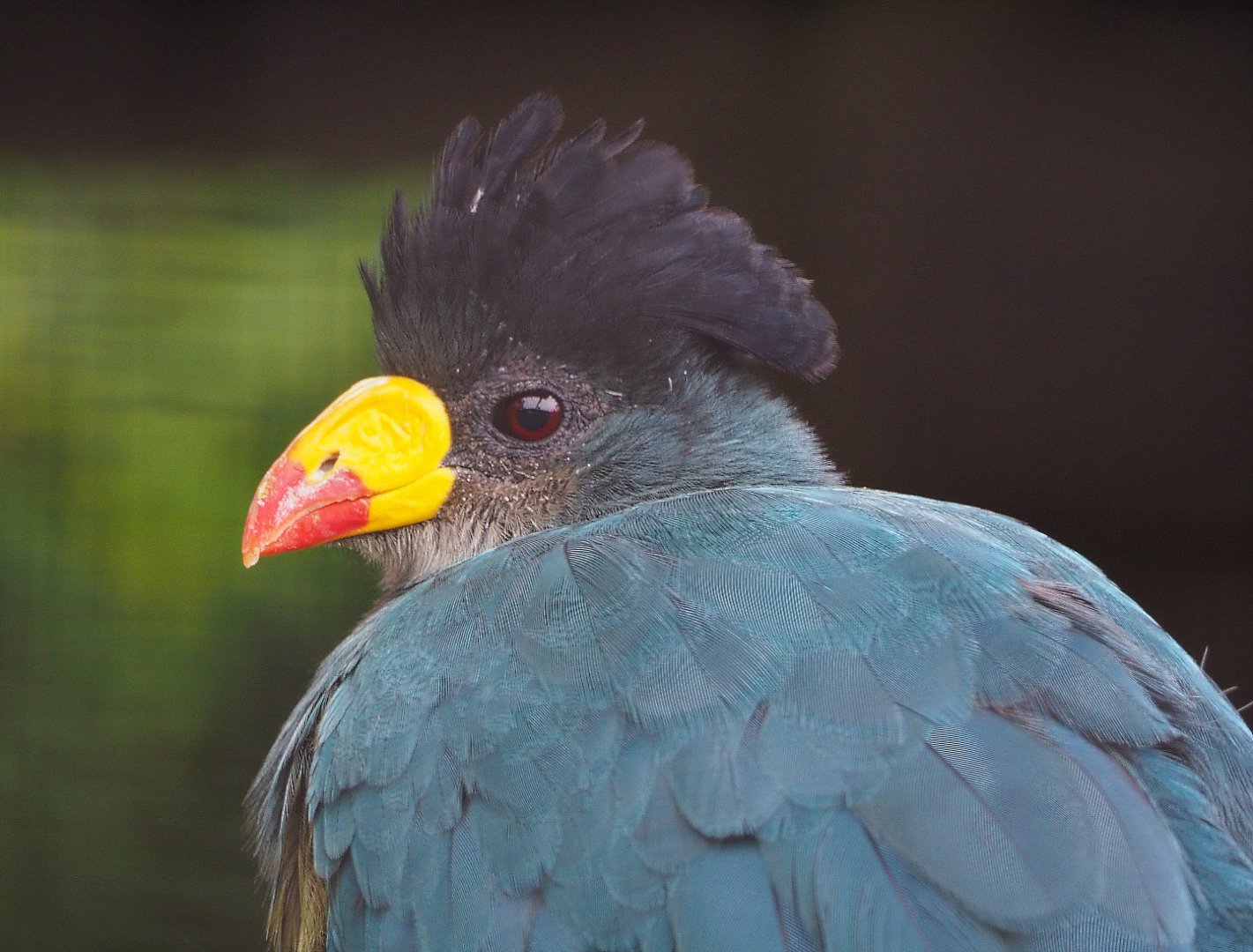 Great blue turaco (Corythaeola cristata), 2019-10-05
