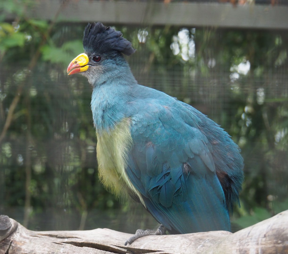 Great blue turaco (Corythaeola cristata), 2020-09-03