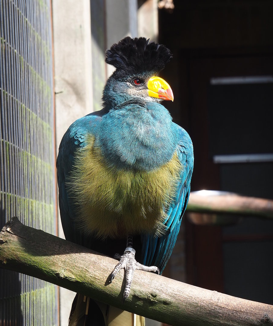 Great blue turaco (Corythaeola cristata), 2022-08-28