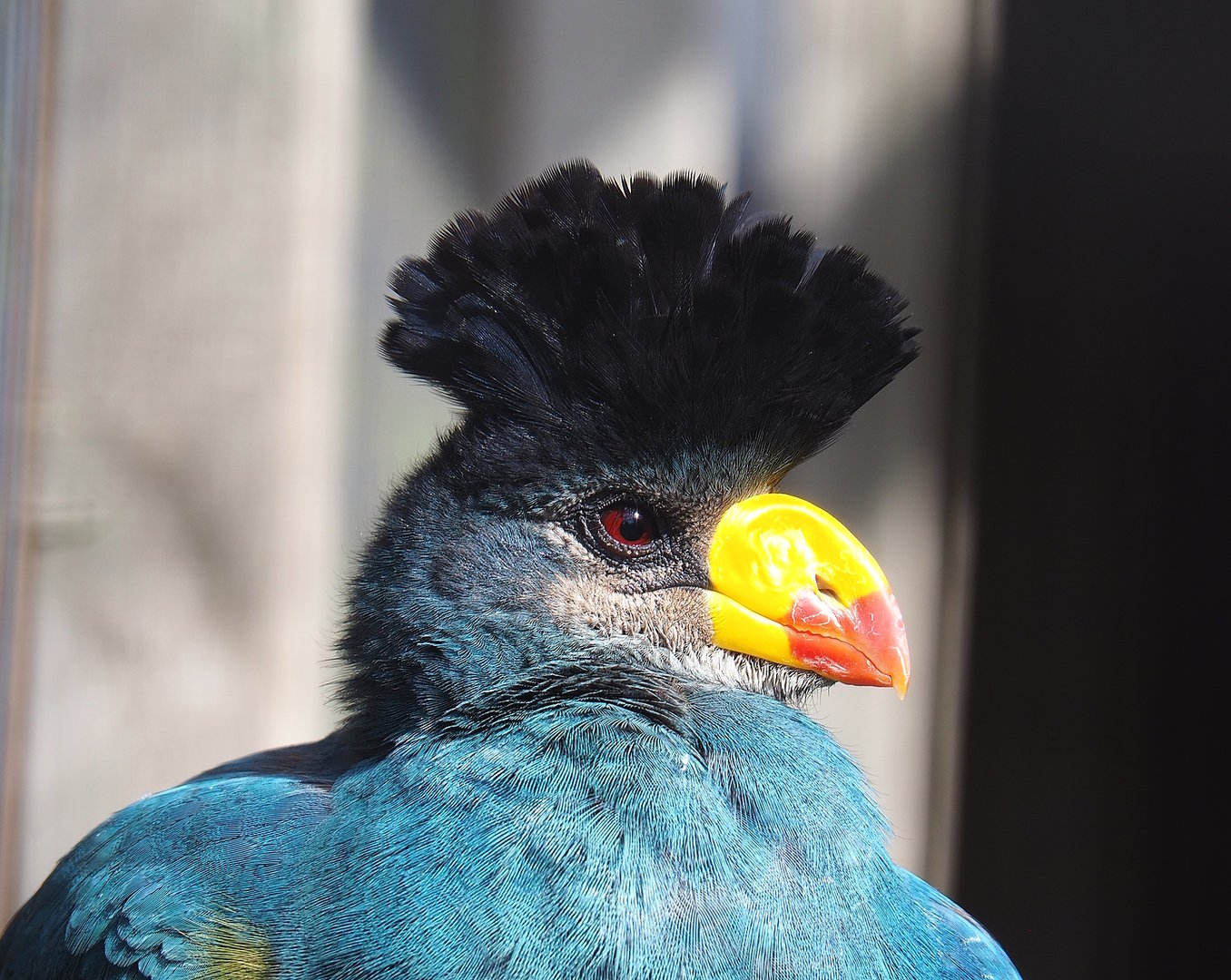 Great blue turaco (Corythaeola cristata), 2022-08-28