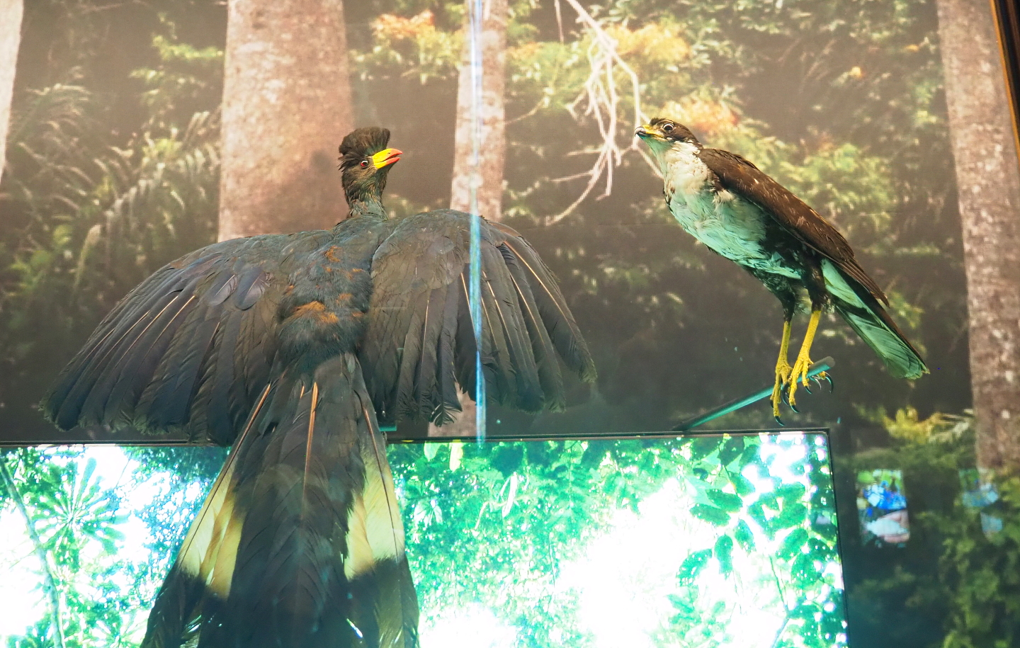 Great blue turaco (Corythaeola cristata) and Black sparrowhawk (Accipiter melanoleucus) specimens, 2021-10-20