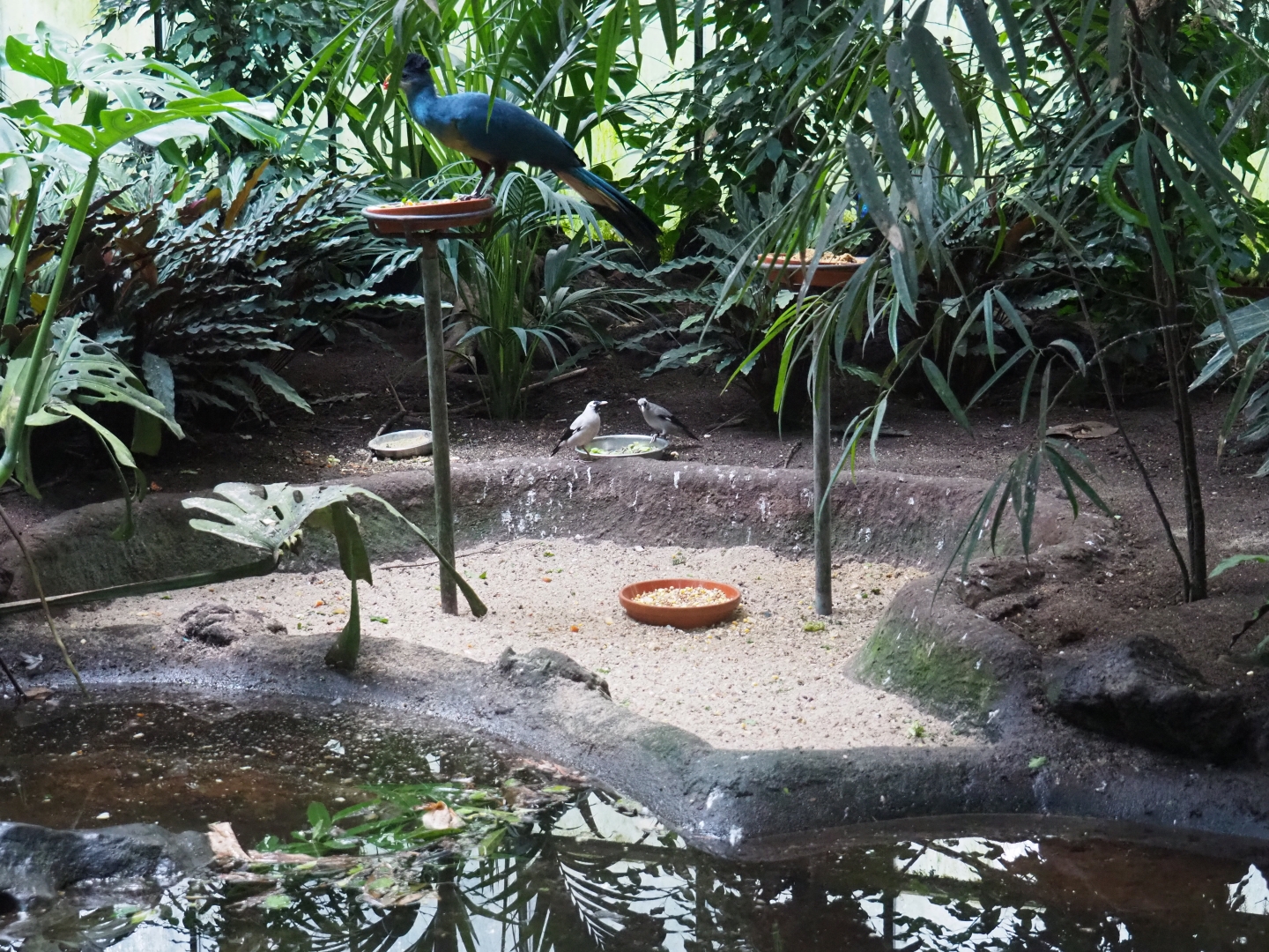 Great blue turaco (Corythaeola cristata) and wattled starlings (Creatophora cinerea) feeding (Sep 2nd, 2018)