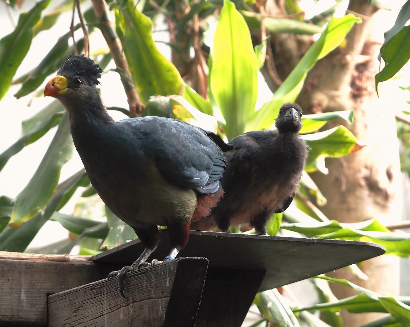 Great blue turaco (Corythaeola cristata) with chick, 2025-06-09