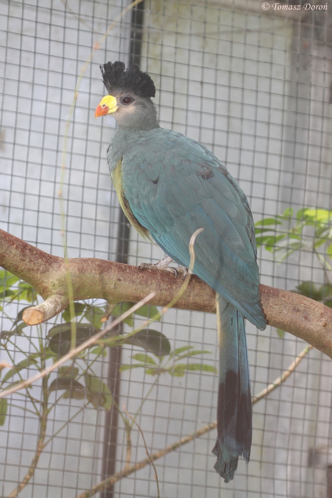 Great Blue Turaco (Corythaeola cristata)
