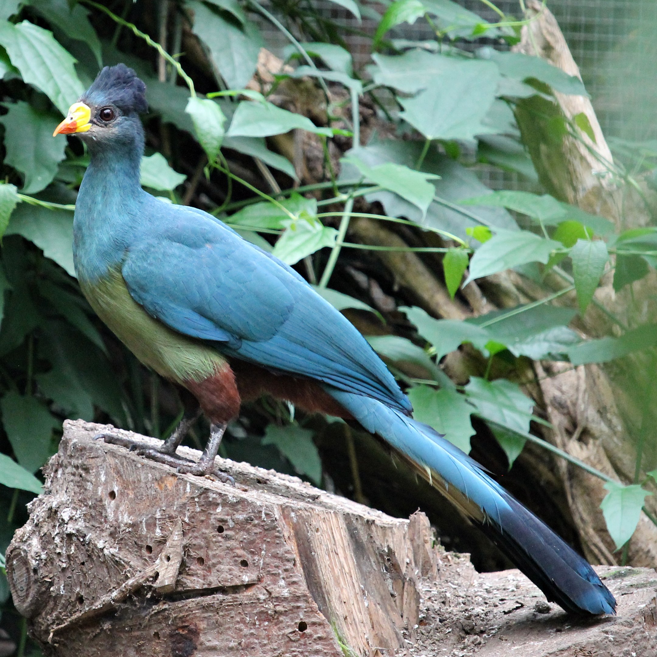 Great blue turaco (Corythaeola cristata)