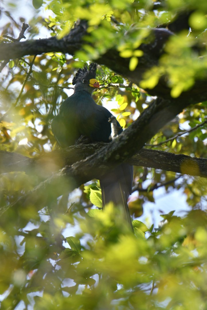 Great Blue Turaco (Corythaeola cristata)