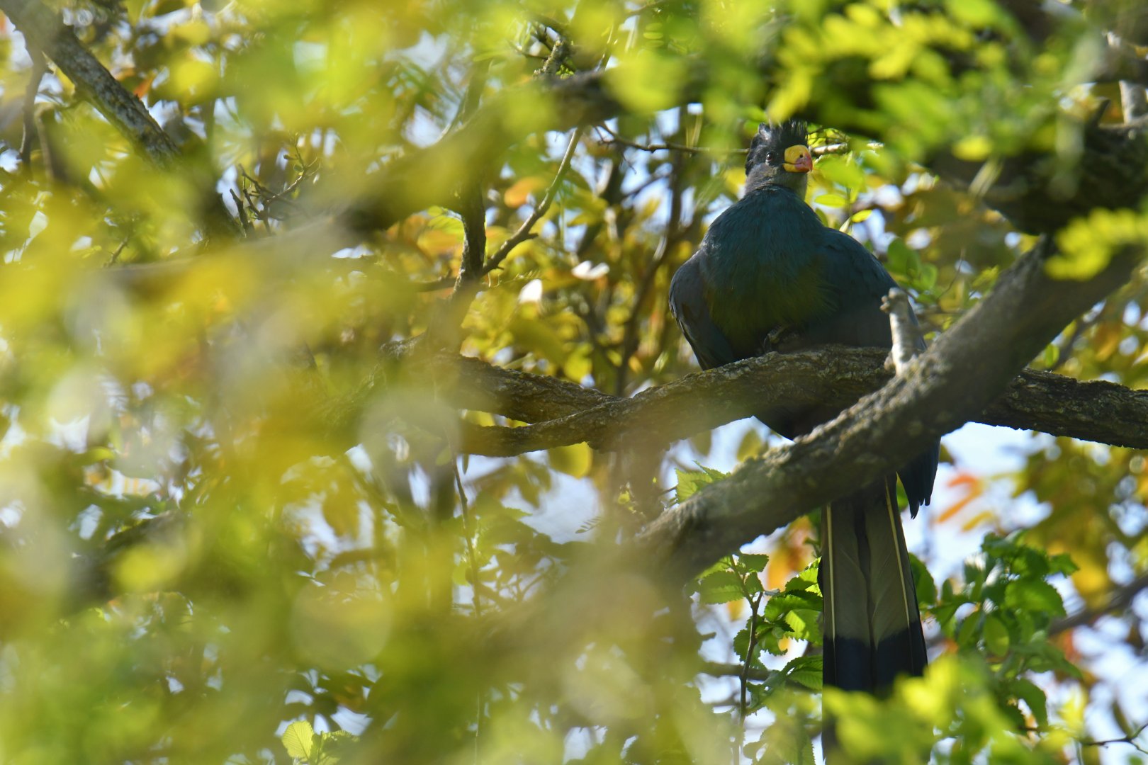 Great Blue Turaco (Corythaeola cristata)
