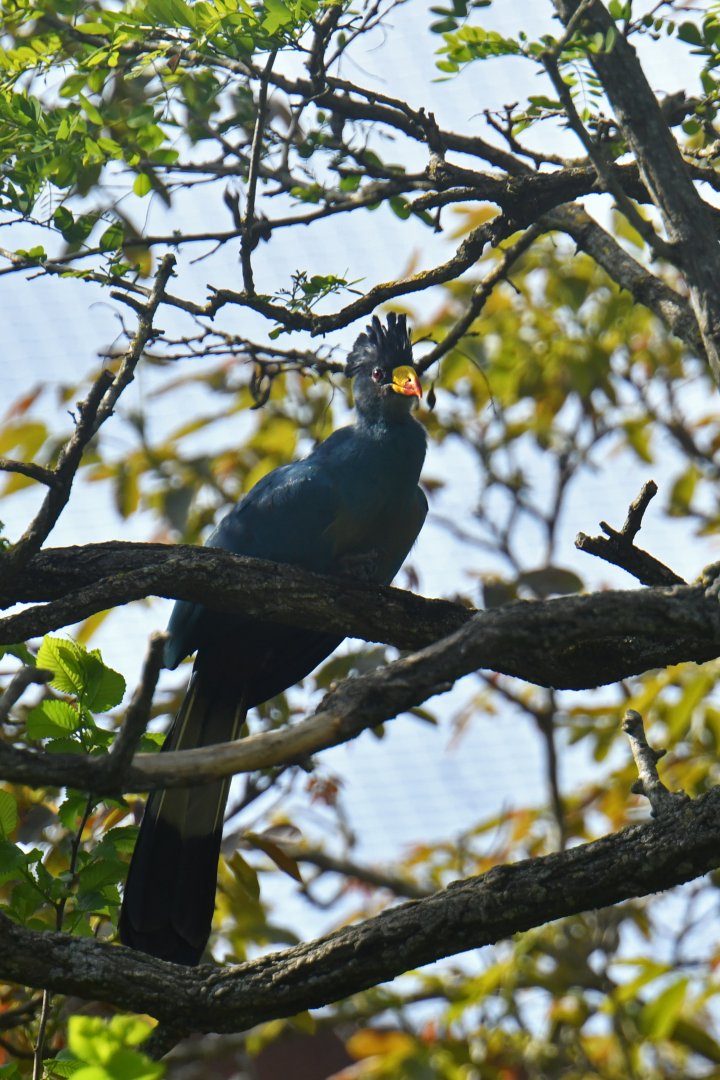 Great Blue Turaco (Corythaeola cristata)