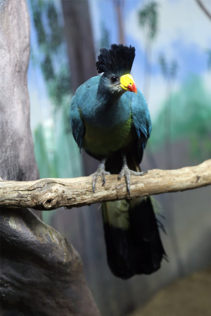 Great Blue Turaco (Corythaeola cristata)