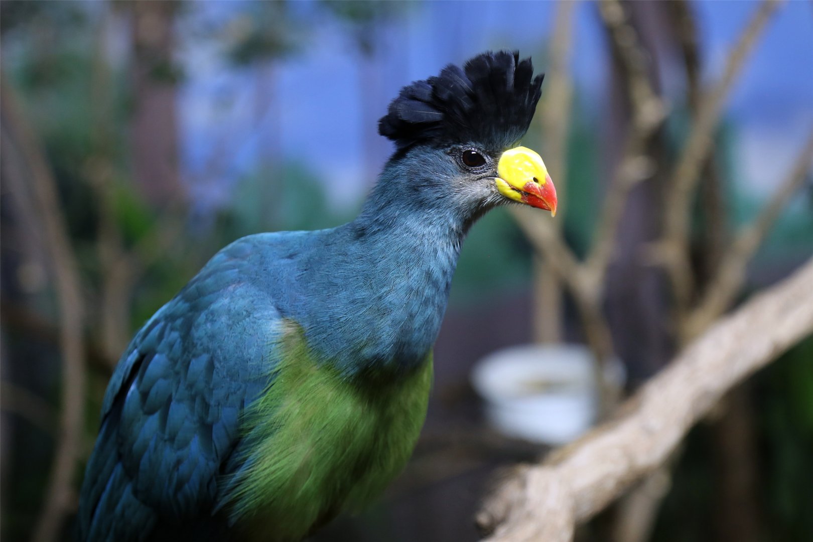Great Blue Turaco (Corythaeola cristata)