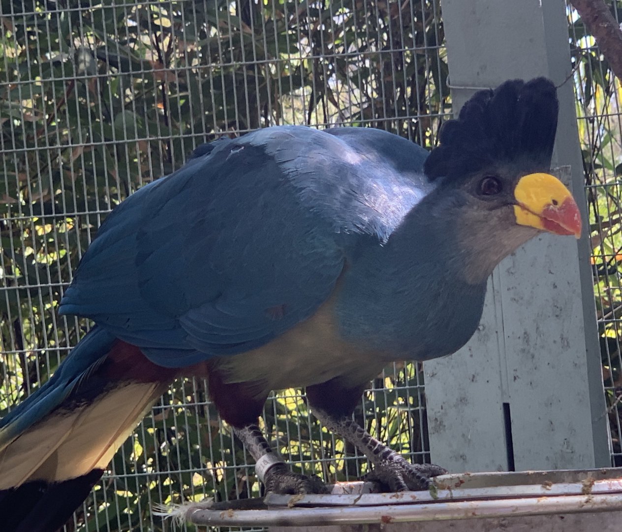 Great Blue Turaco (Corythaeola cristata)