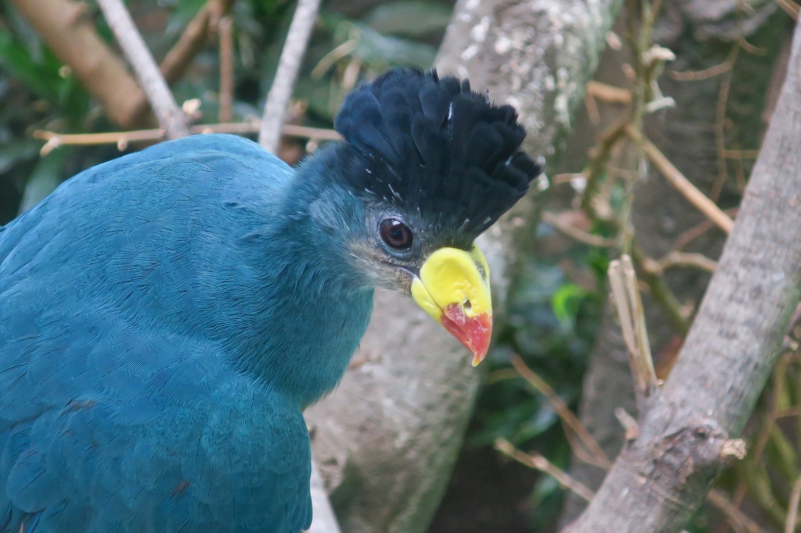 Great Blue Turaco (Corythaeola cristata)