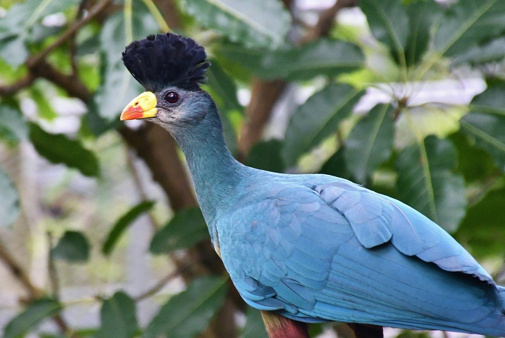 Great Blue Turaco (Corythaeola cristata)