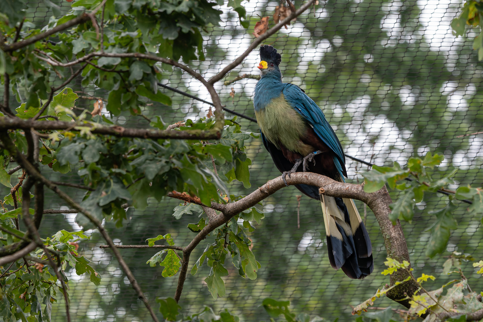 Great blue turaco (Corythaeola cristata)