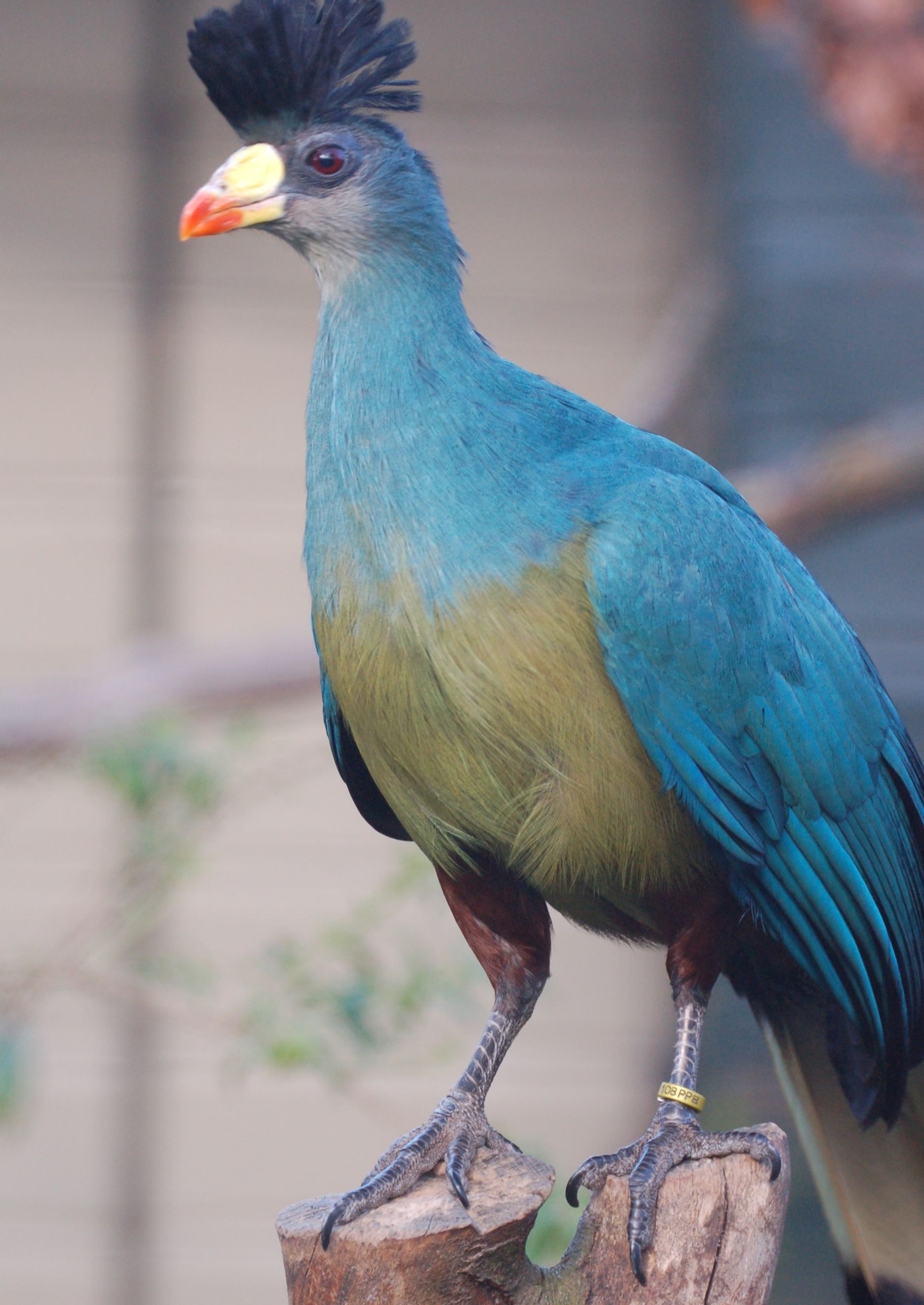 Great Blue Turaco - Corythaeola cristata