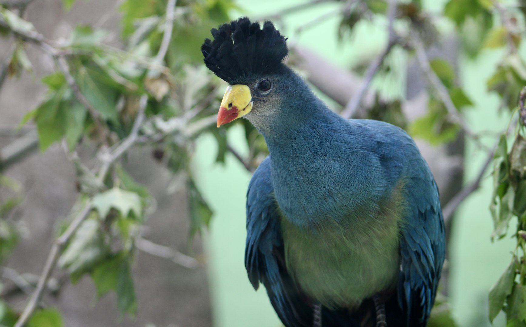 Great Blue Turaco (Corythaeola cristata)