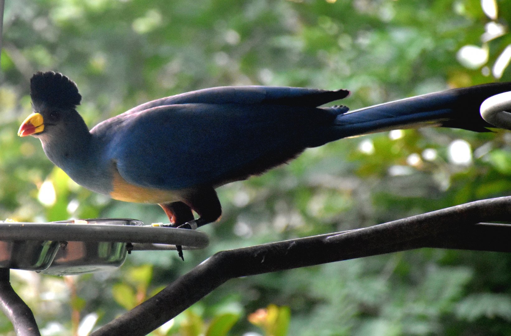 Great Blue Turaco (Corythaeola cristata)