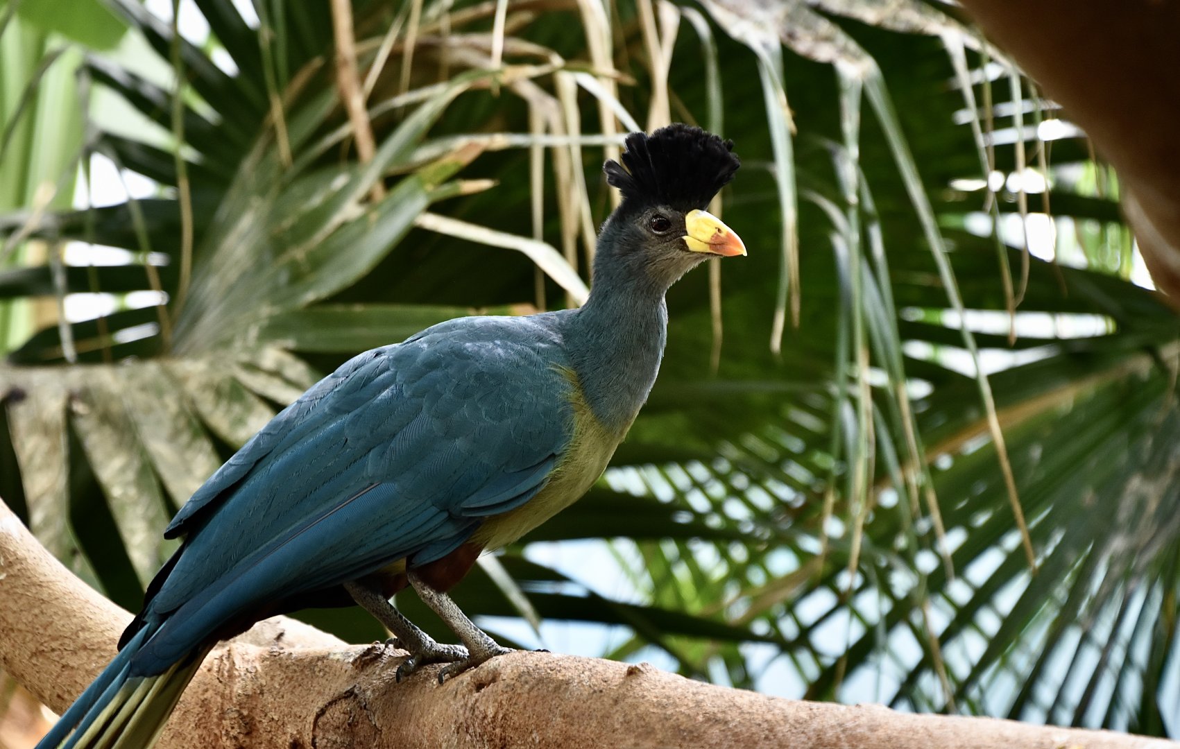 Great Blue Turaco (Corythaeola cristata)