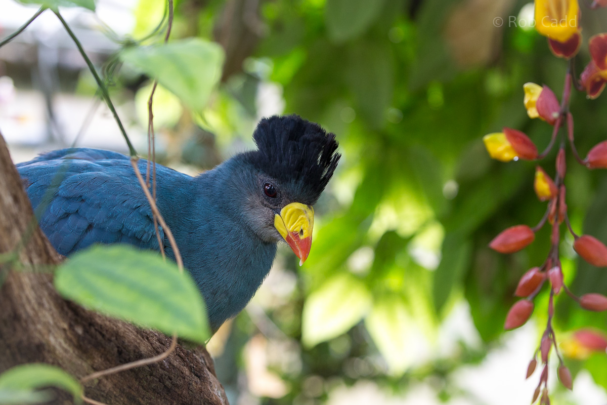 Great blue turaco : Cotswold WP : 07 Feb 2016