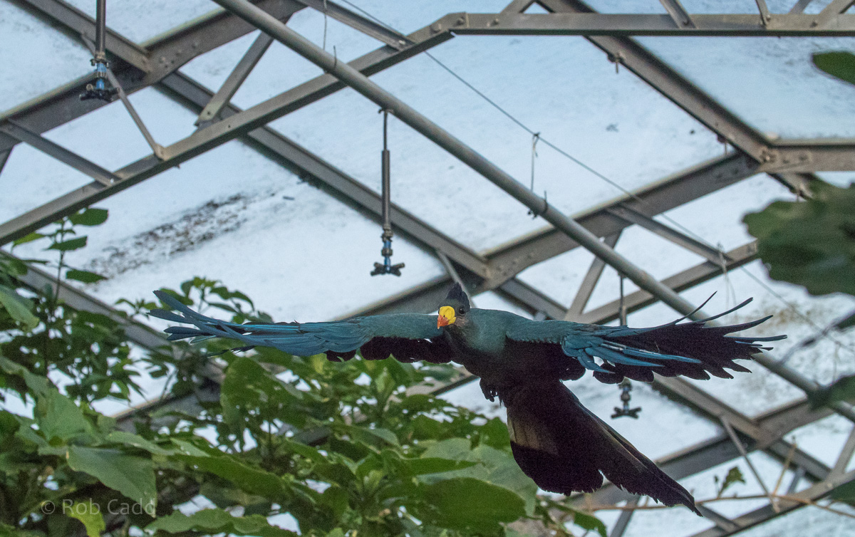 Great blue turaco : Cotswold WP : 16 Jan 2016