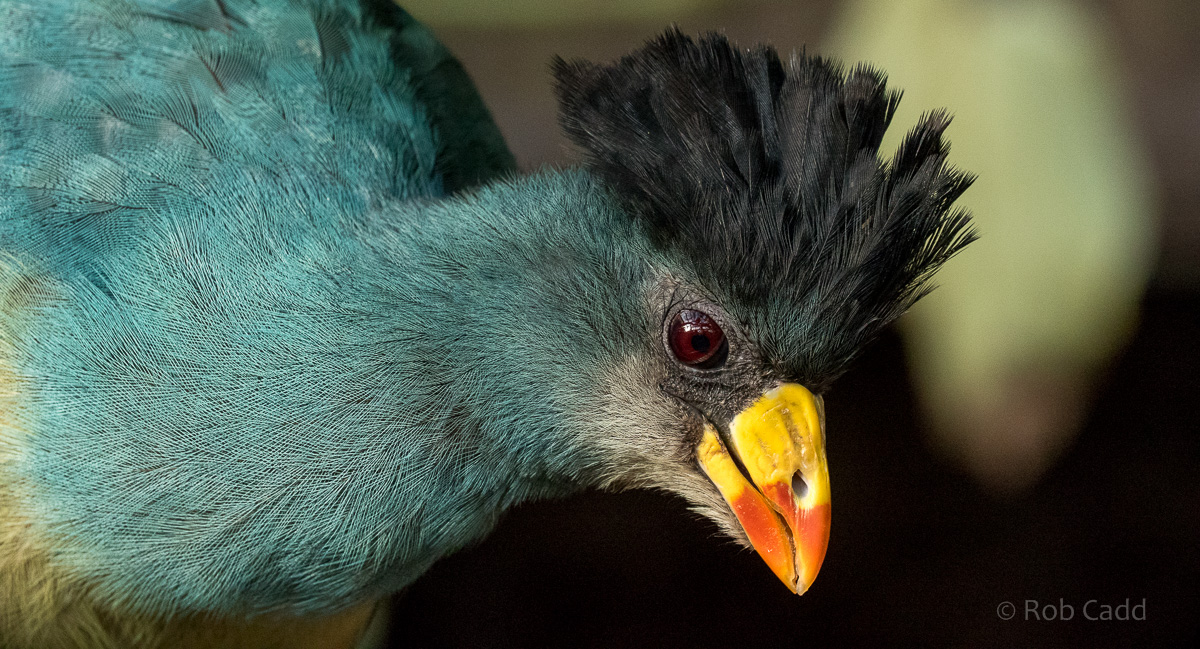Great blue turaco : Cotswold WP : 16 Jan 2016