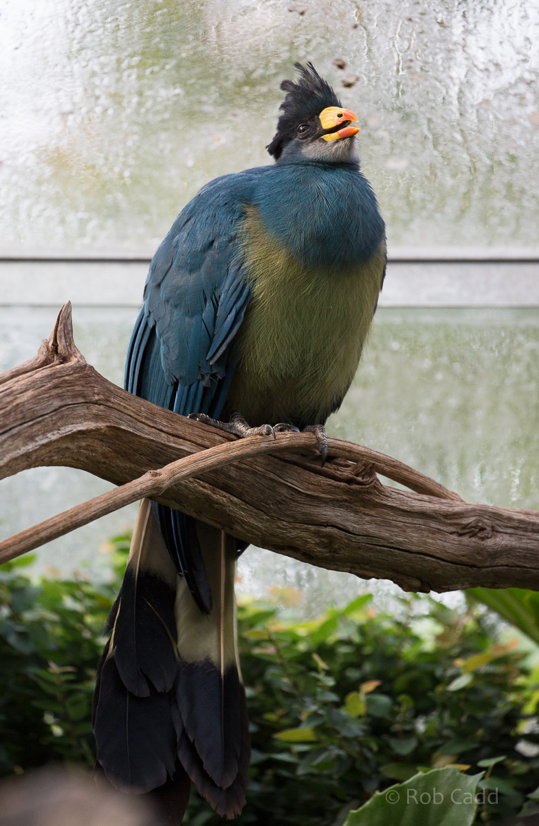 Great blue turaco : Cotswold WP : 20 Oct 2015