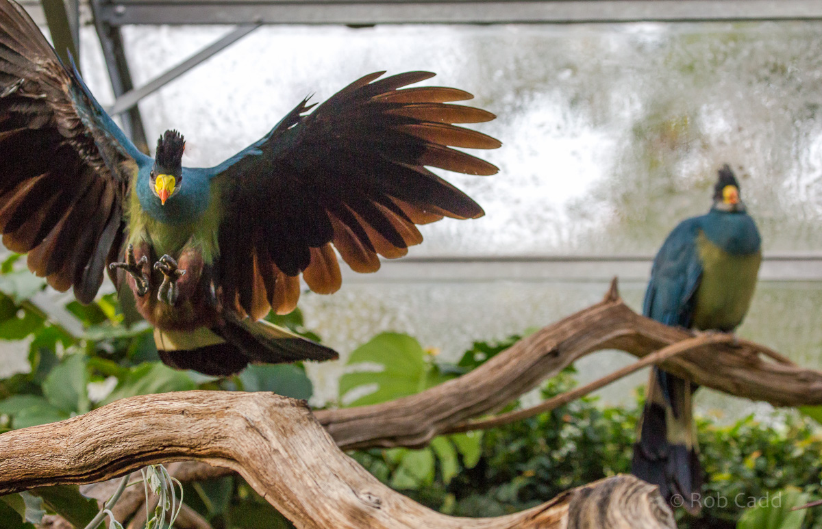 Great blue turaco : Cotswold WP : 20 Oct 2015