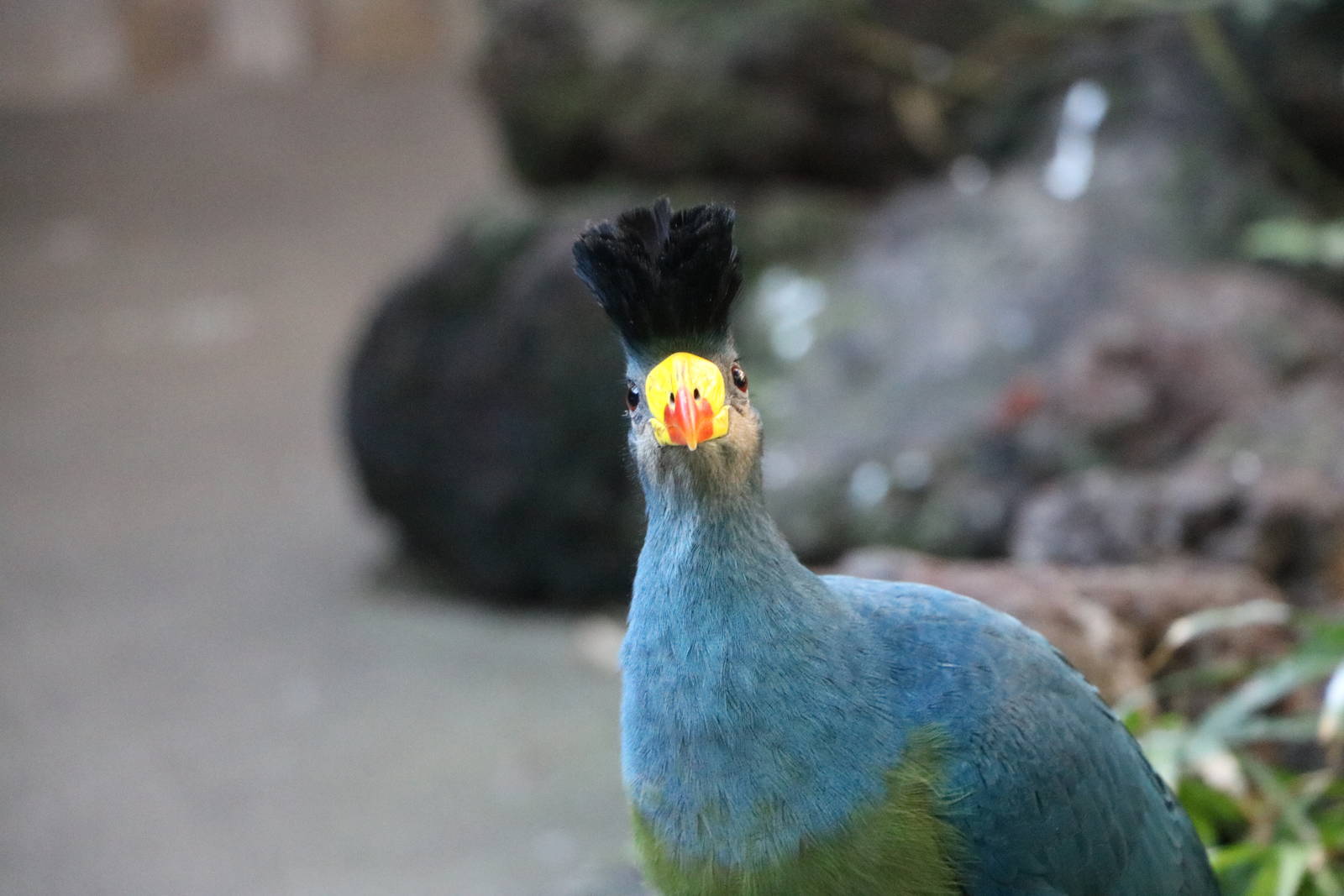 Great blue turaco, February 2016