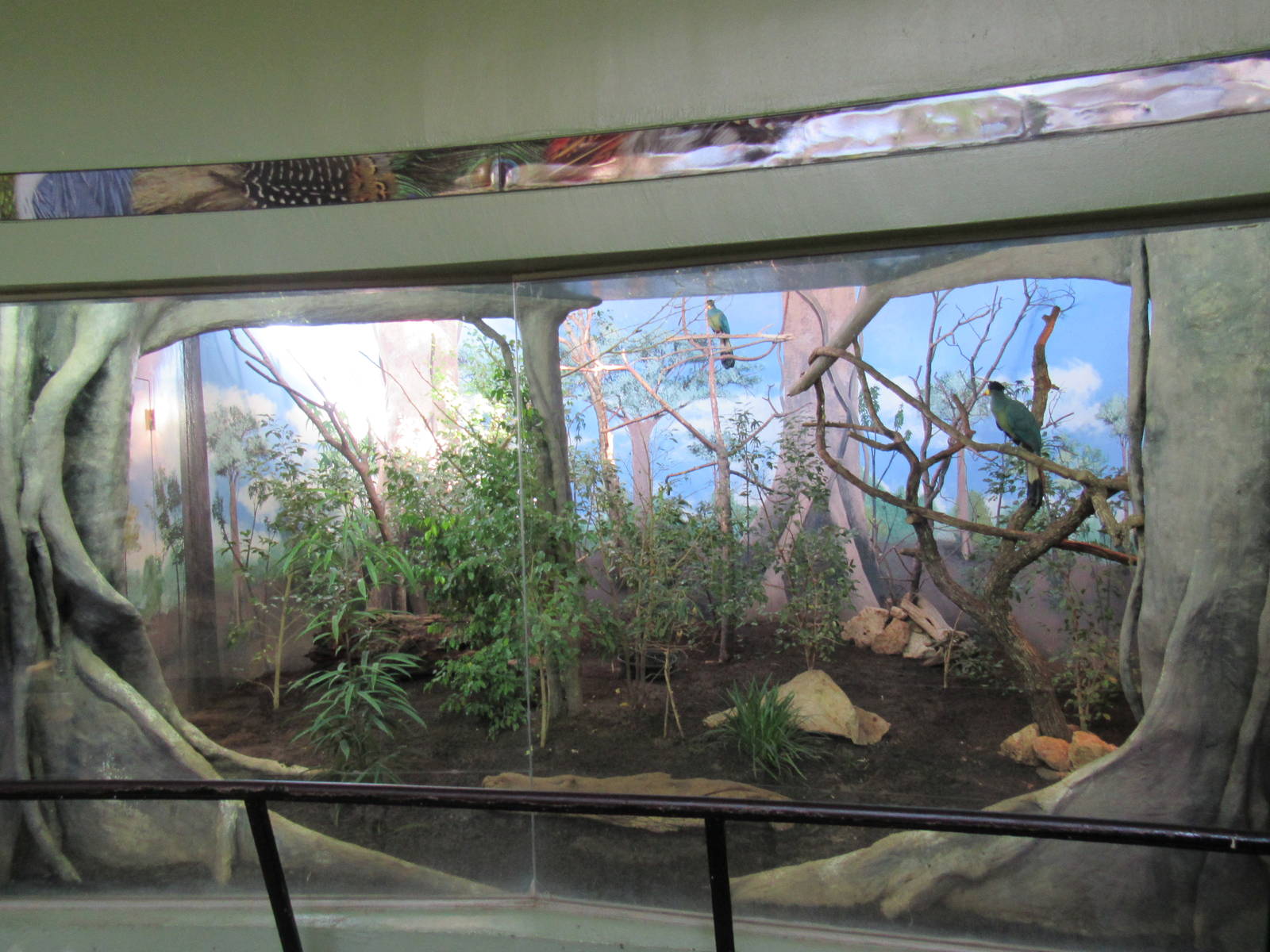 Great Blue Turaco Habitat