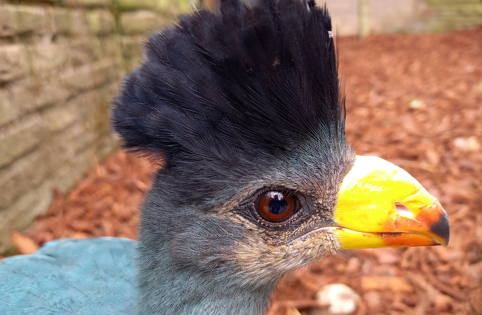 Great blue turaco - juvenile
