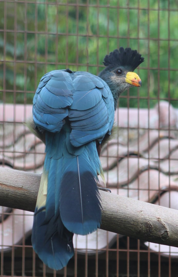 Great blue turaco - juvenile