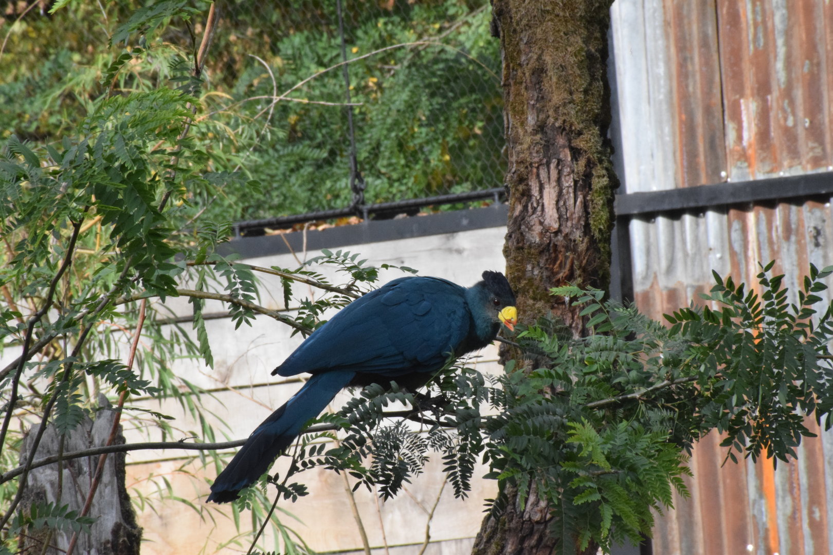 Great blue turaco - October 2023