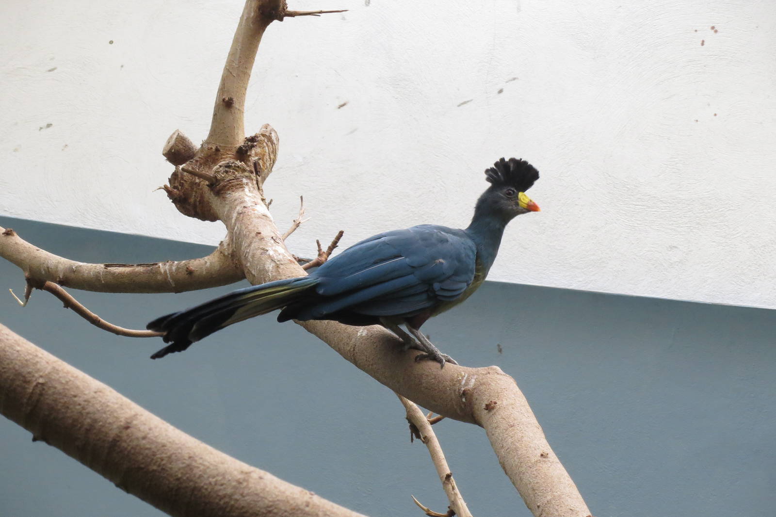 Great Blue Turaco - World of Birds 031215