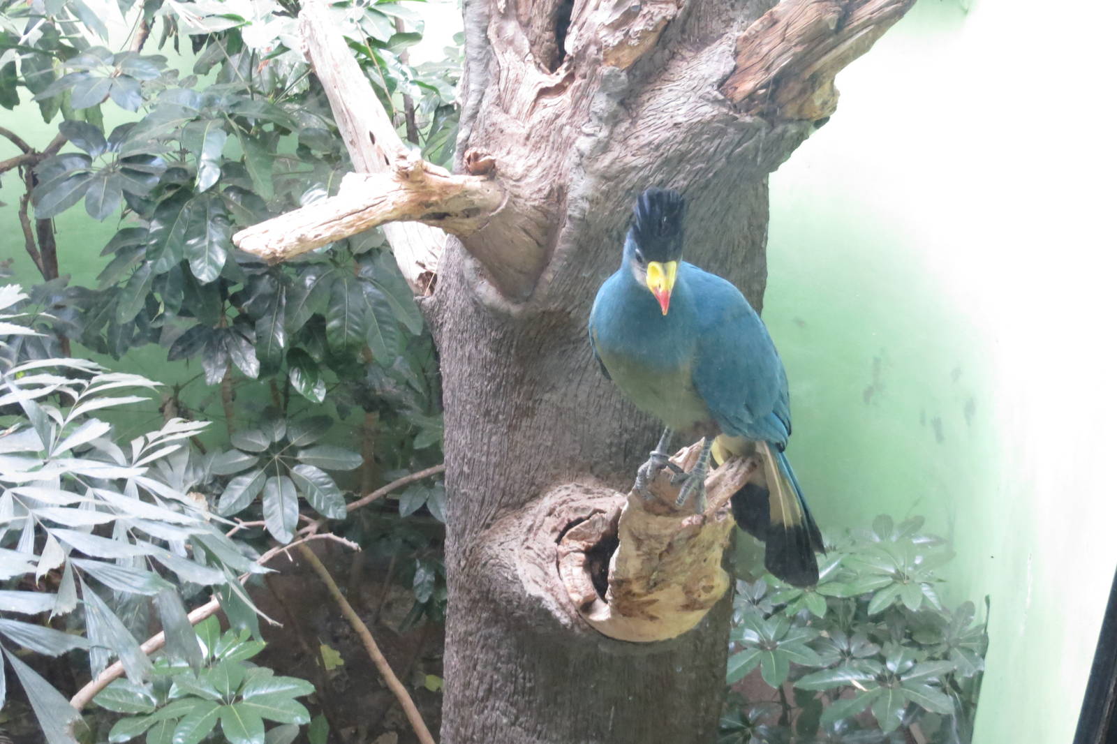 Great Blue Turaco- World of Birds 031215