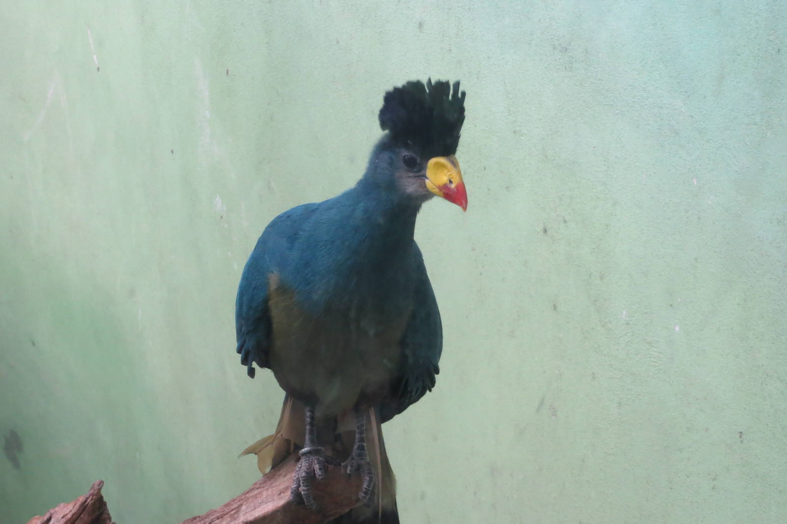 Great Blue Turaco- World of Birds 031215