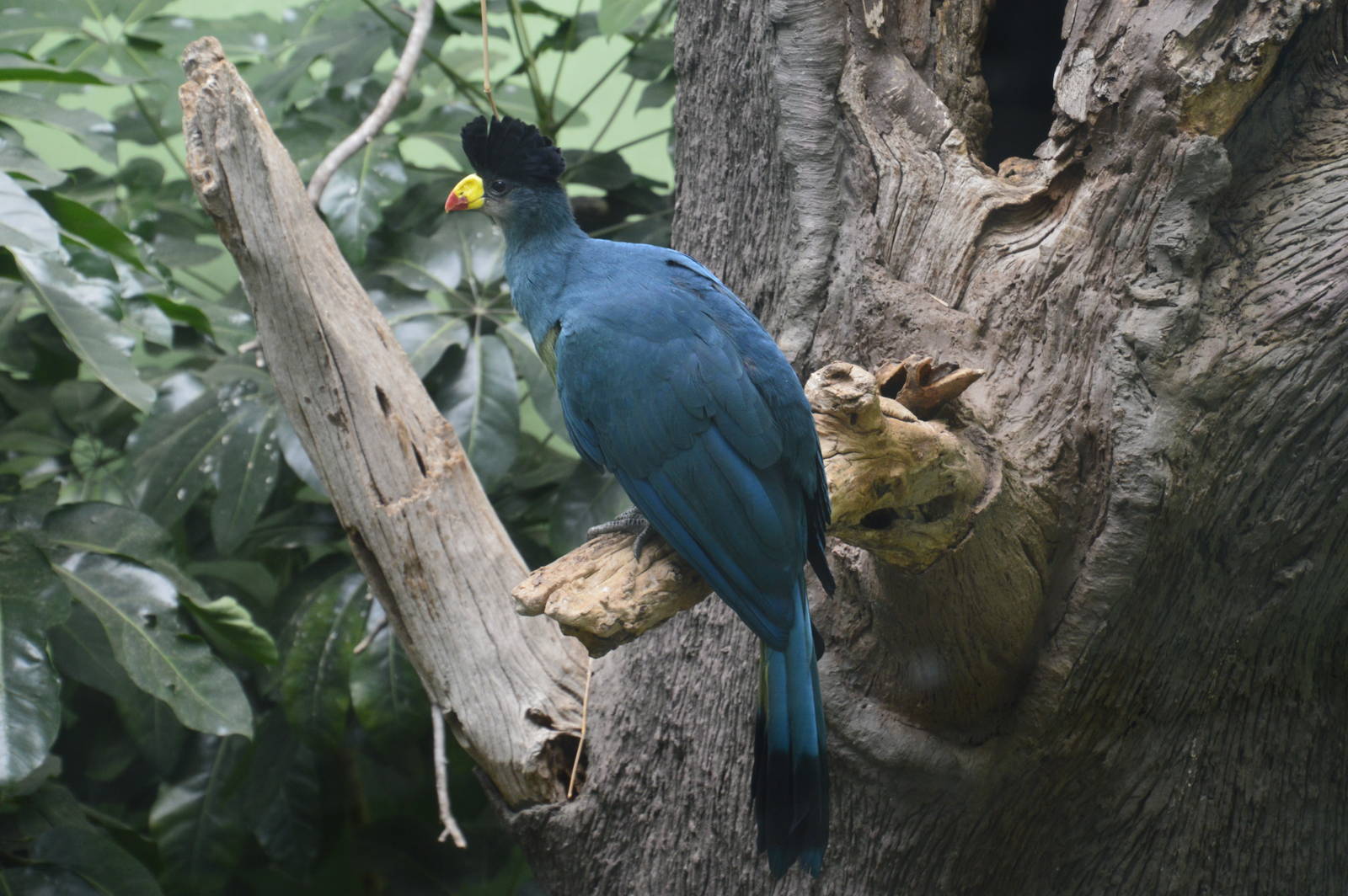 Great Blue Turaco- World of Birds 031215