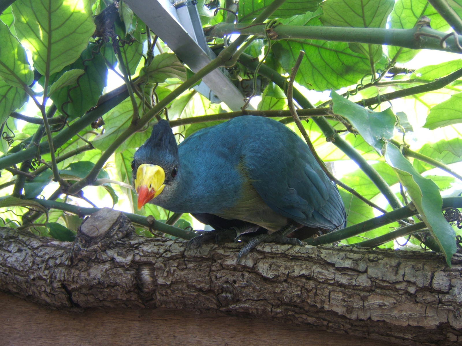 Great Blue Turaco