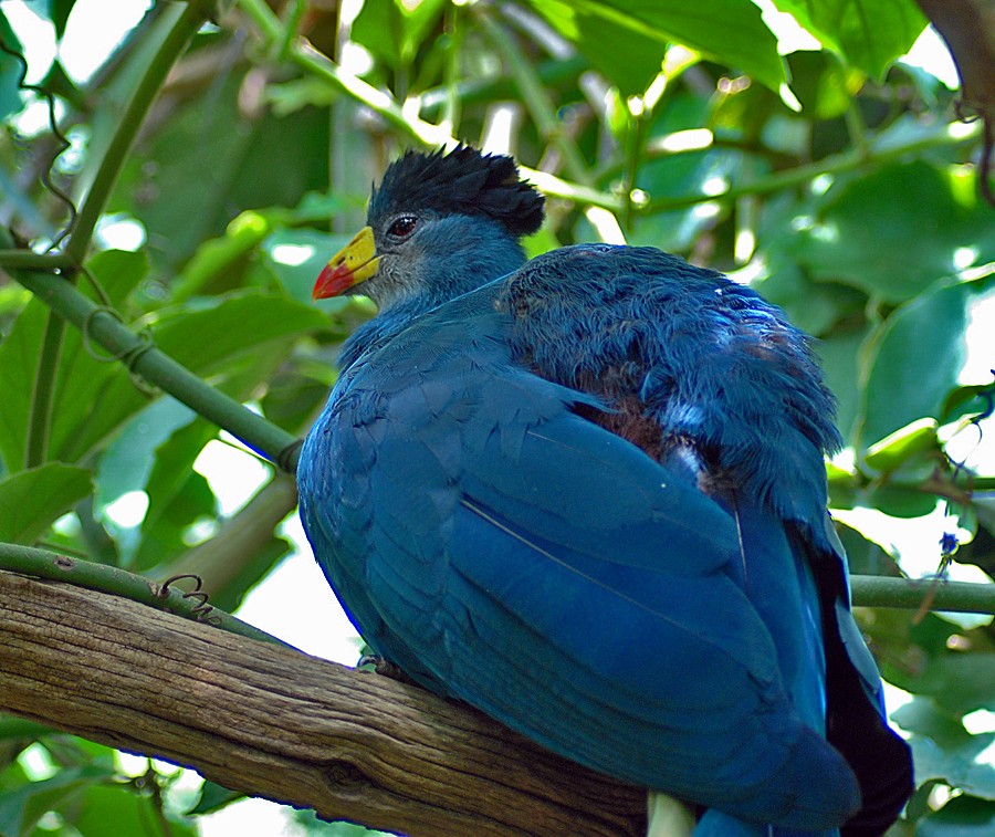 Great Blue Turaco