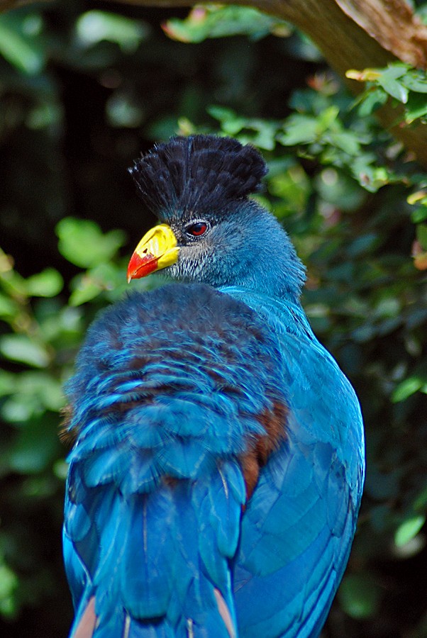 Great Blue Turaco