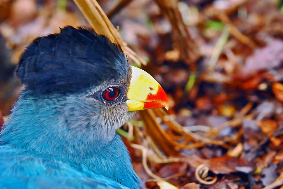great blue turaco