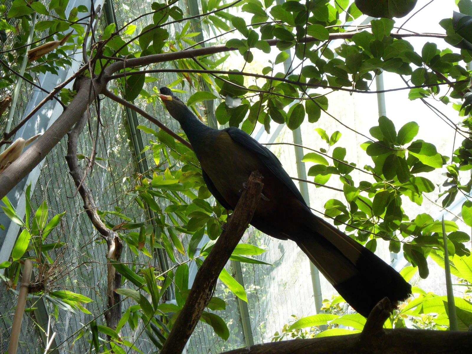 Great Blue Turaco