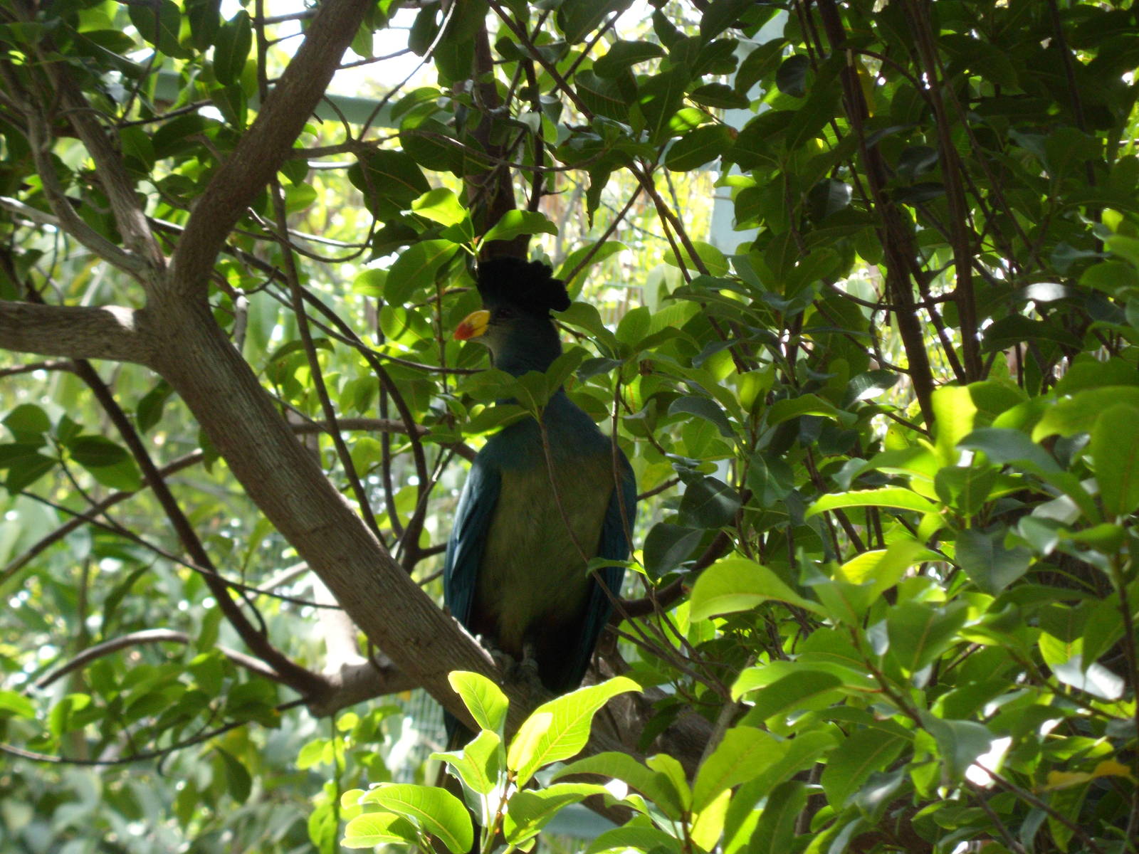 Great Blue Turaco