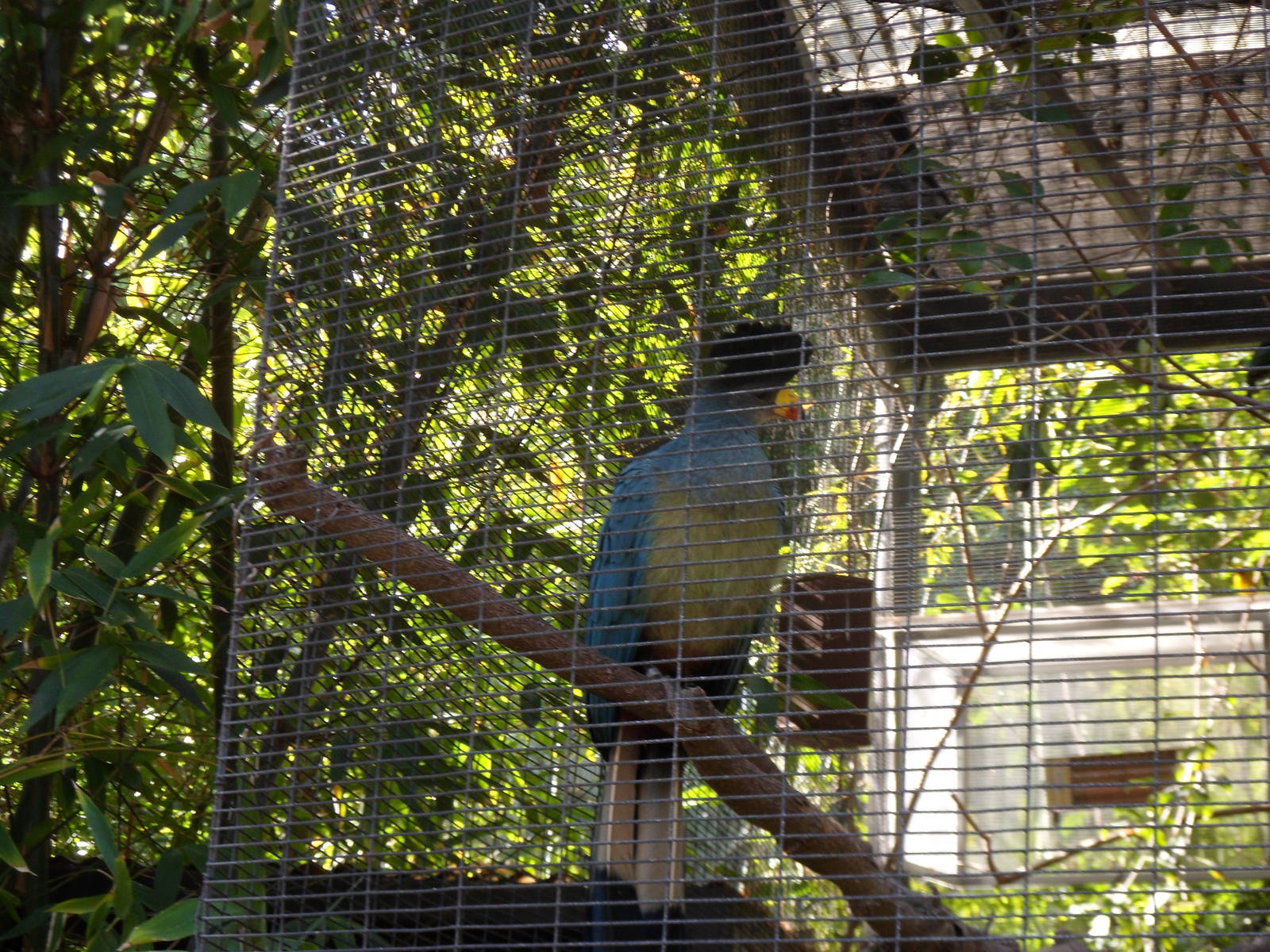 Great Blue Turaco