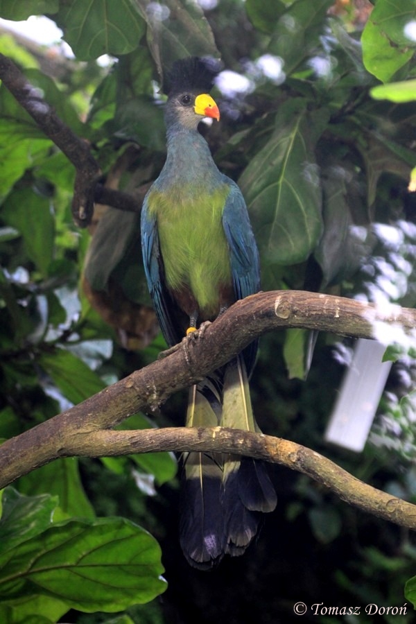 Great Blue Turaco
