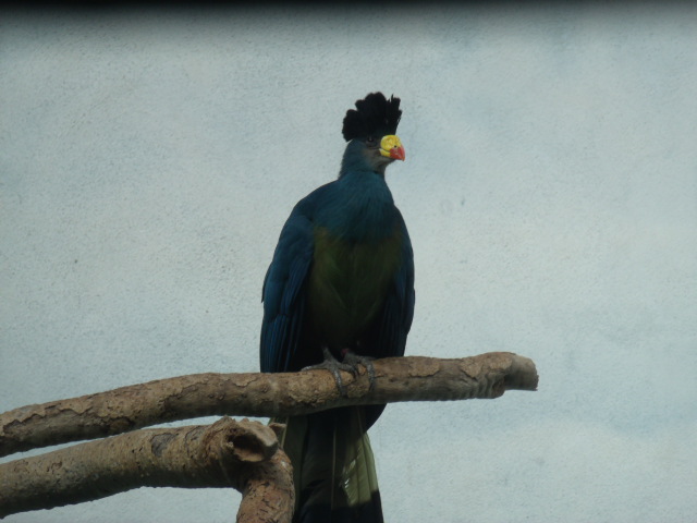 Great Blue Turaco