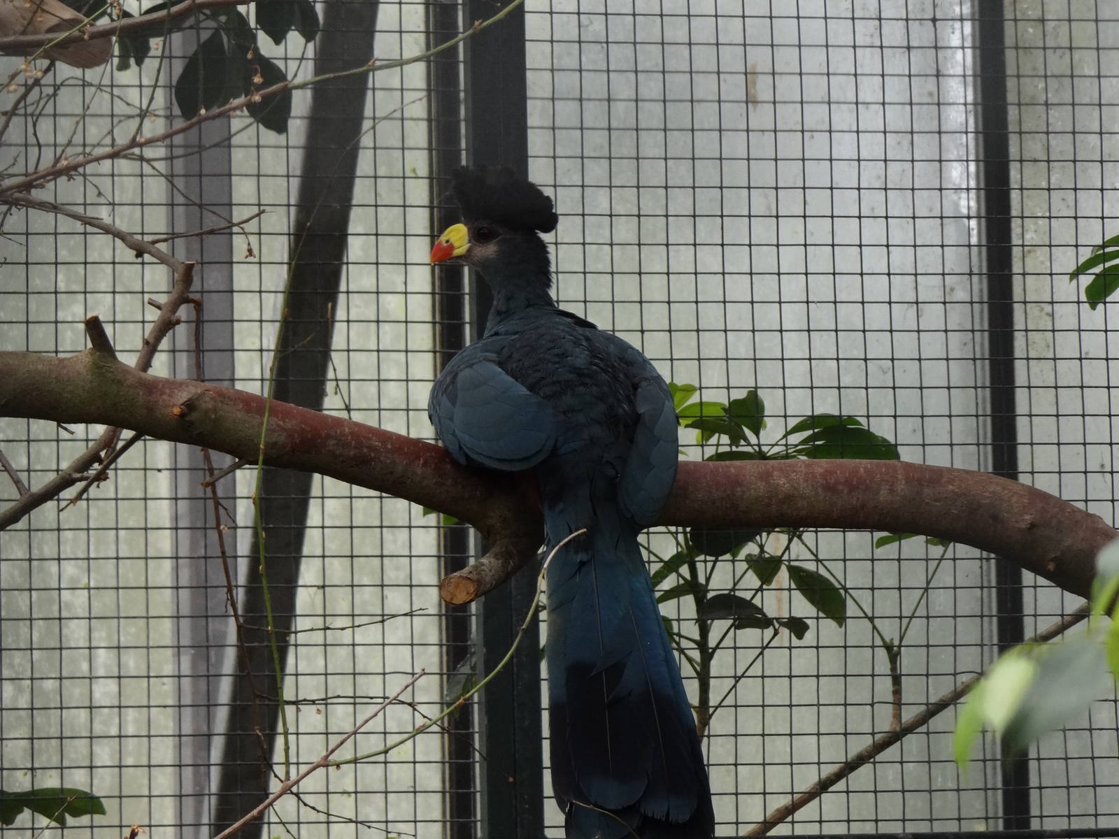 Great blue turaco