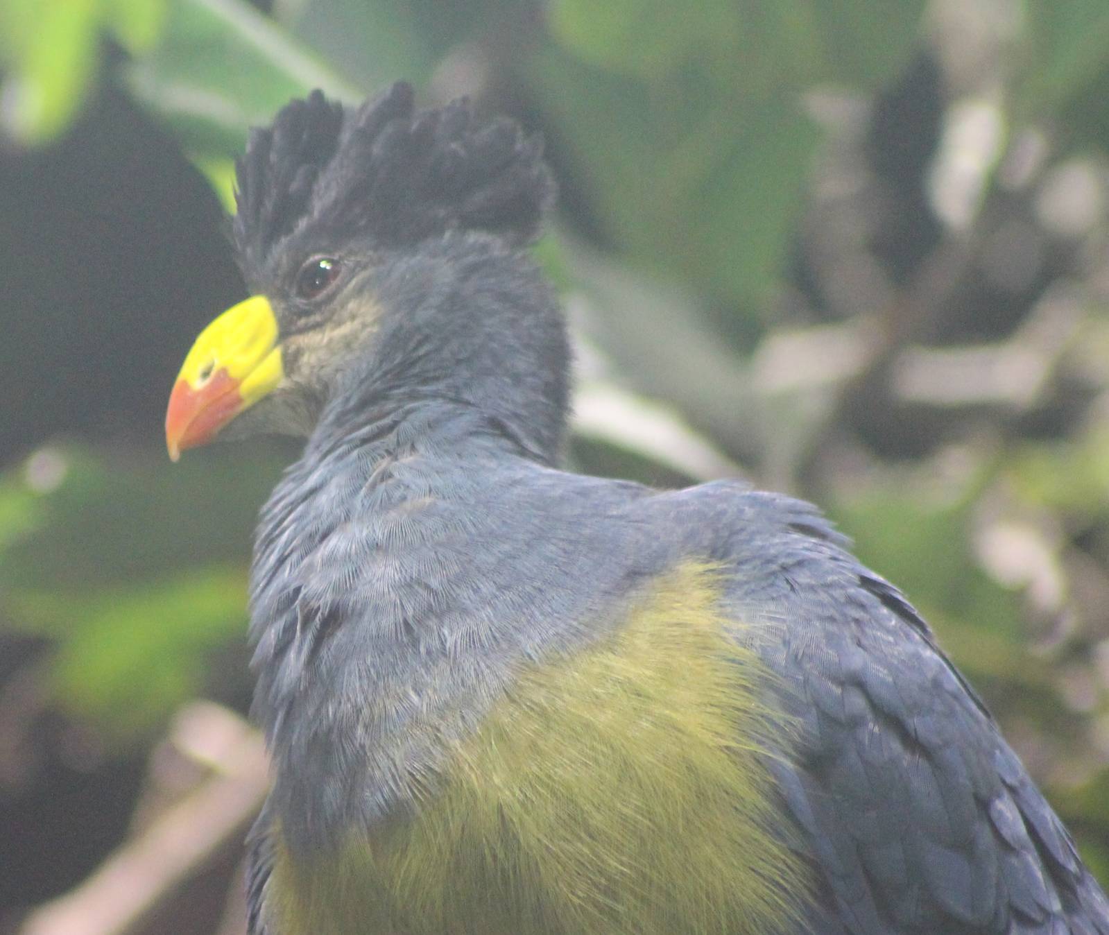 Great blue turaco